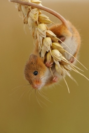 Porn photo this is a harvest mouse appreciation post