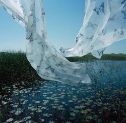 roseoilz:  certain curtain into the world by rebecca reeve
