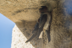 untheist:Petrochelidon pyrrhonota - American Cliff SwallowI’m studying a population of cliff swallows that nest in my city to learn about biological magnification and the effect of environmental factors on the local ecosystem.They are interesting animals