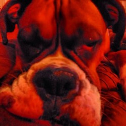 Ares the boxer!!!  #boxer #boxerlove #boxerdog #sleep