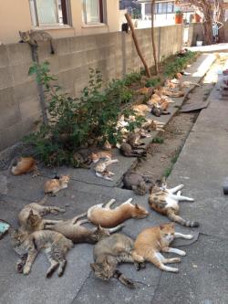 soundlyawake:  catsareassholes:  this is the laziest fucking gang I’ve ever seen  oh my fucking shit i thought they were dead 