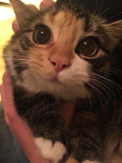worldofthecutestcuties:My brother’s cat is insanely cute!