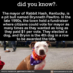 did-you-kno:  The mayor of Rabbit Hash, Kentucky, is  a pit bull named Brynneth Pawltro. In the  late 1990s, the town held a fundraiser  where citizens could vote for mayor as  many times as they wanted as long as  they paid ũ per vote. They elected