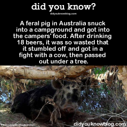 did-you-kno:  A feral pig in Australia snuck