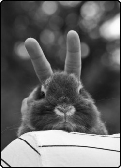 Classic rabbit ears  :)