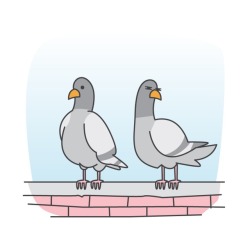 dustinteractive:  Pigeon Prey
