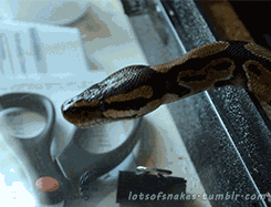 lotsofsnakes:  thankyouma-am:  Fun fact, not a yawn, popping it’s jaw back together after eating  this is indeed a yawn as he did not eat prior to this gif, as i am his owner 
