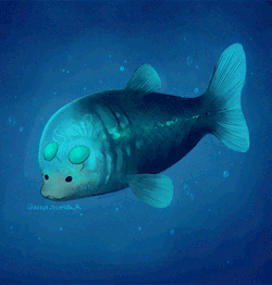 qinni:  just some deep-sea creatures :D. The first is Pacific barreleye fish, and what you think are eyes are actually nostrils…the eyes are the two green bulbs on top haha :D. the second one is called a Dumbo octopus, cause it has ears like Dumbo