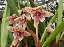 orchid-a-day: Campanulorchis globifera Syn.: Eria globifera; Pinalia globifera; Eria langbianensis March 5, 2019 