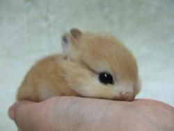 incestiel:  historia—chan:  gabzgirl:  shesgotwhatittakes:  ackunkel:  How can you not reblog baby animals  I needed this  BABIES!!! literally  are these even real  