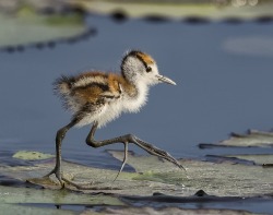 piwnymisiek: daisydice:  mmmskulljuice:  beautiful-wildlife:  Fashion show? by Ian Brown  WHAT THE FUCK IS THAT THING  It’s a baby Jacana. They use those ridiculous stick-figur toes to evenly distribute their weight as  they walk around on waterlillies