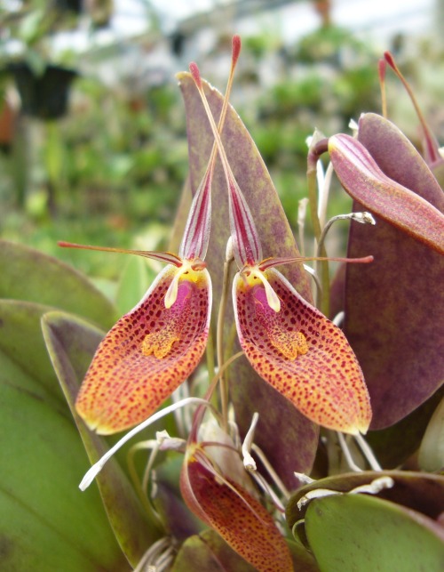 orchid-a-day:  Restrepia elegansSyn.: Restrepia erythroxantha; Restrepia leopardina; Restrepia antennifera subsp. erythroxanthaMarch 12, 2020 