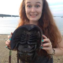 sammiwolfe:  pilgrimstateofmind:  ATTENTION FOR A SECOND, YO: Real talk, this animal (the Ordovician Helmet crab, aka the Horseshoe crab, aka the Atlantic’s most at-risk shelled animal) is of a species that is close to 450 million years old. They are