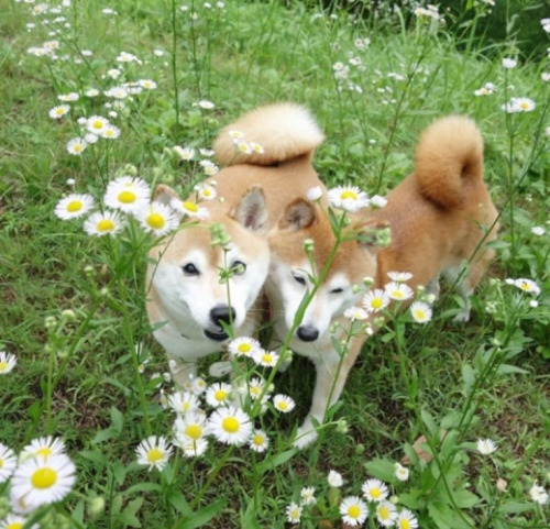 Sex angelsbub: shiba inu moodboard pictures