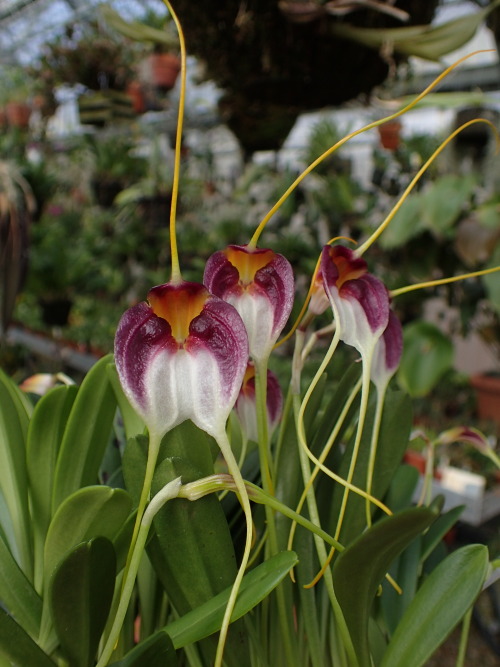 orchid-a-day:  Masdevallia schroederianaSyn.: Reichantha schroederianaJanuary 21, 2020
