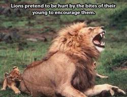 thefingerfuckingfemalefury:  Lion: AGGGGGGGHHHHH YOU HAVE VANQUISHED ME, MIGHTY BEAST Cub: DAD STOP Lion: EVERYTHING…GOING…DARK Cub: DAD OH MY GOD Lion: REMEMBER WHO YOU ARE… 