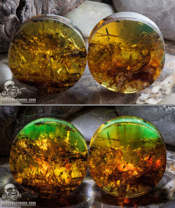 bodyartforms:  Chiapas amber plugs by Diablo Organics Secondary photos are back-lit by led lights which brings out green tones. http://www.bodyartforms.com/products.asp?keywords=amber&amp;brand=Diablo&amp;new=Yes 