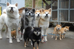 dat-soldier:  hipstermink:  the difference between the akita and the shiba  akitas are large, wise, old samurais. shibes are just smol 