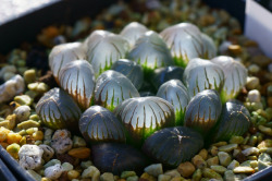 electricorchid:  Some succulents have translucent leaves to allow sunlight to penetrate deep inside their tissues.The glass-like Haworthia cooperi ‘Dodson’ has taken this phenomenon to the extreme.
