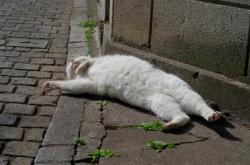o-fernando-continua-vivo:  cat-pic:  堕落の猫 http://nekopple.com  &ldquo;sou um gato branco… e estou só aqui deitado… porque posso&rdquo;