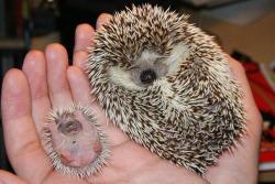 idkmybffolaf:  nogdrinker:  I’m so happy  Just for the hedgehogs. That little hedghog baby. I can’t even express.  