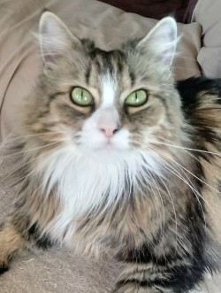tumbler-of-cats:  ‘This is Jasper! He’s