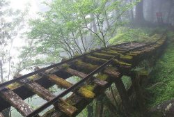 tahitian-tribes:  melon-kiddo:  diaphanee:  Abandoned Rail Bridge, Japan.  That’s the coolest thing ever!! It looks like a tropical roller coaster  woah 