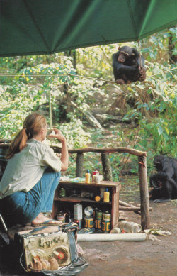 honeyvibe:  vintagenatgeographic:  Jane Goodall, National Geographic  Somewhere, something incredible is waiting to be known. 