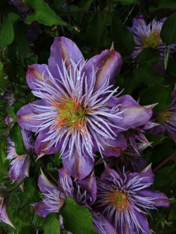 outdoormagic:  Clematis in my garden by Lesley A Butler  