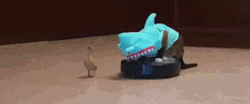 goktgo:  life does not get better than this. A cat dressed like a shark on a roomba chasing a duck. yes. 