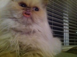 missbrostrider:  This fucking photo ruined my life whenever I think about it I burst out laughing I have gotten so many detentions cause of this fucking cat duckface monster  It looks like an ewok&hellip;