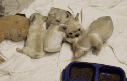 kremepiekris:Puppies having some funMy Blog
