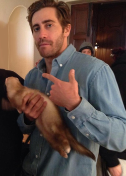 unclevape:  citymod:  mynewplaidpants:  Jake Gyllenhaal and a ferret    this is the most blessed image i have seen thus far in 2017 