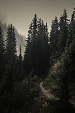 eartheld: furrylittlefox:   decepticun:  Infinite Dreams | by Pedalhead'71  Into the woods   mostly nature 