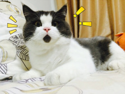 bloodicing:  ebi-nemu:  beben-eleben:  Meet The OMG Cat, The Feline Who Is Always Surprised  bloodicing  ♥♥♥♥♥ 
