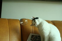 The cat is me, the bubble is just life