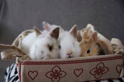 gothiccharmschool:  ophidiae:Some fluffy bunny goodness for gothiccharmschool, who is ill right now. I hope you feel better soon!  BUNNYBUNNYBUNNY!Thank you. Cute fuzzy bunnies do help.