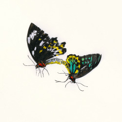 adambatchelor:  New Entomology series now online.  &ldquo;Created as a spin on entomology collections, insects pinned down into a black box frame for a lifetime of observation and appreciation. Drawn solely with coloured pencils these new drawings give