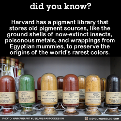 re-pu-ta-tion:  zigster-ao3:  did-you-kno:  Harvard has a pigment library that  stores old pigment sources, like the  ground shells of now-extinct insects,  poisonous metals, and wrappings from  Egyptian mummies, to preserve the  origins of the world’s