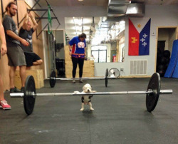 vodkaslumber:  Puppy lifts more than I ever could