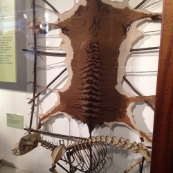 knittingcoach:  Cool new #knitting project: a Tasmanian tiger skin knit by Ruth Marshall on display in the Grant museum of Zoology. http://ift.tt/1H90kir  That’s awesome&hellip; knit skins, what a cool idea :D 