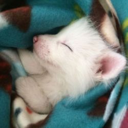 gingerun:  cannibalistic-nun:  awesome-picz:    This Domesticated Baby Red Fox Is The Sleepiest Pet Ever  I’m wondering if the person who named this was color blind  bubblymegan