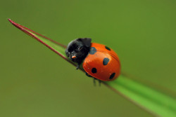824706:  tacobell-canon:  Ladypug.  i hate this   XDDDD. ♡