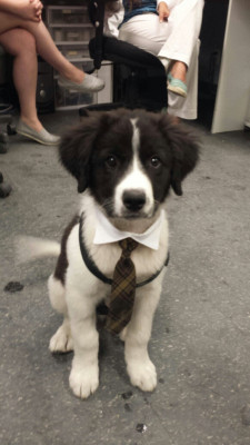 tom-sits-like-a-whore:  figmentdotcom:  grumpysalmon:  awwww-cute:  Brought my new puppy Charlie into work the other day. Had to follow the employee dress code  i just slammed my fists on the table  I just…I can’t…too much…  don’t do this to