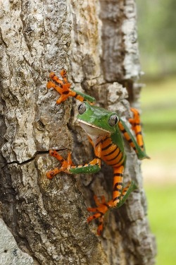 Phantasmagorical (Tiger-striped Leaf Frog, a native of tropical lowland forests)