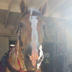 Mick 💖💓 #horsesofinstagram  #western #horse # gelding #myman