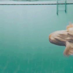 aviculor:  plutoniarch:  plutoniarch:  plutoniarch:  foodandanimalgifs: “  This underwater afghan hound is the funniest thing I’ve seen in my life via @klarna  “  spaghett  spaghetti angel  ANGEL HAIR PASTA  a cryptid 