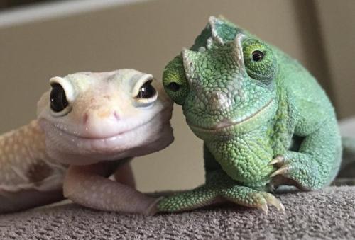 everythingfox:  “This gecko and chameleon look like the most charming old couple :)”(via)