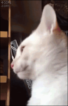 4gifs:  Forgot how to cat