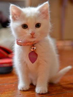 awwww-cute:  Meow:) 